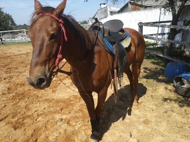 Cavalo Quarto de Milha - Foto 2
