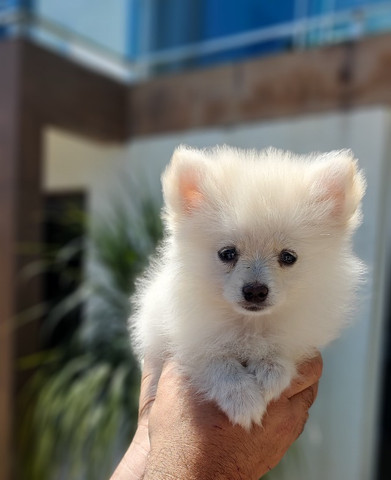 Lulu da pomerania - Foto 4