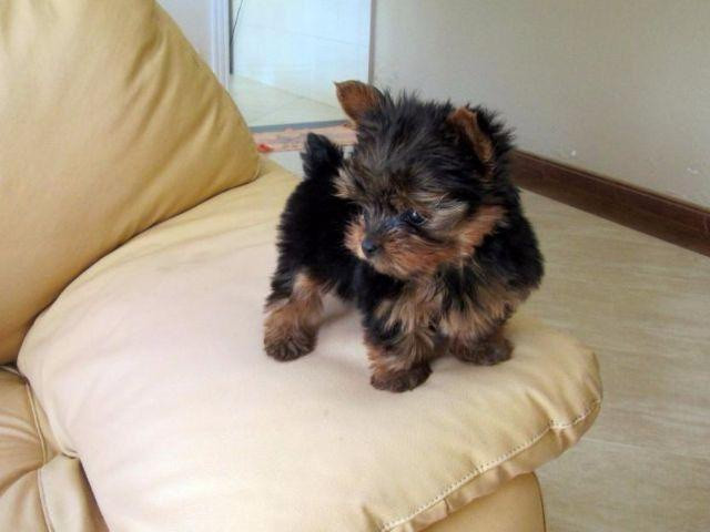 Yorkshire Terrier - Foto 2