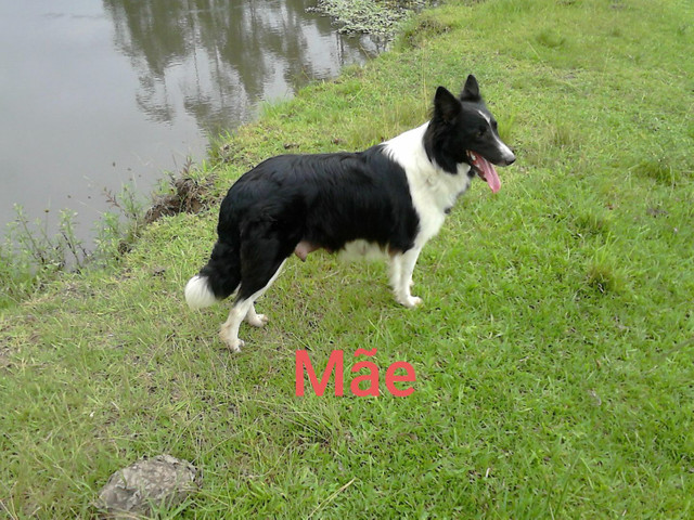 Border Collie - Foto 4
