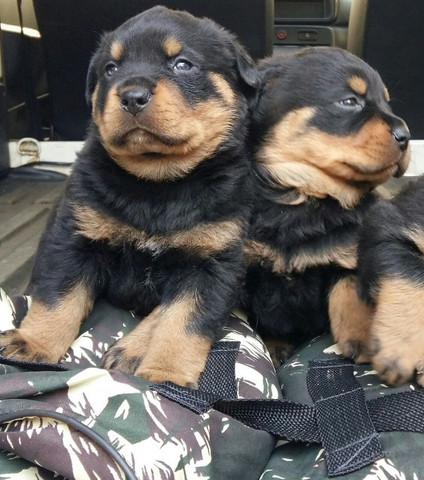 Cabeça De Touro Padrão Alemão Robusto E Imponentes Rottweiler Filhotes - Foto 4