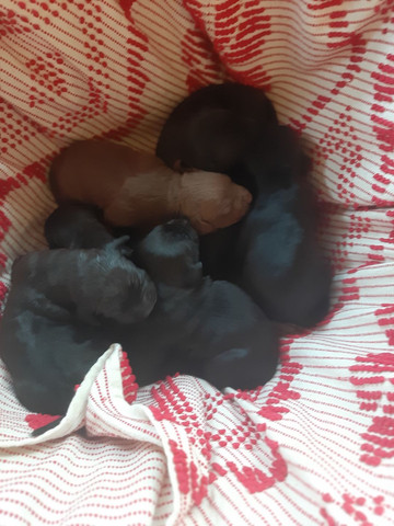 Pit bull monster lindos filhotes saudáveis e dóceis - Foto 5