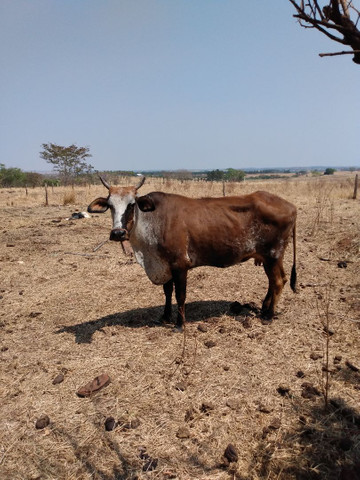 Só vendo - Foto 5