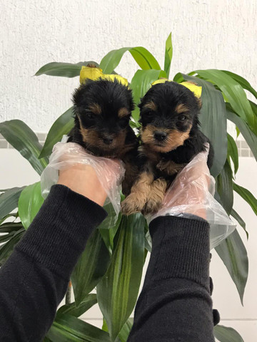 Yorkshire Terrier - Foto 3