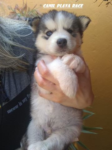 Husky Siberiano : Machos e femeas ( Otimos preços ) - Foto 2