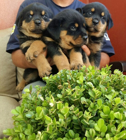Companhia Guarda E Segurança Rottweiler Porte Grande Alemão É Aqui - Foto 5