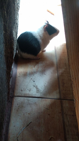 não entrego Estou doando Porquinho da india - Foto 2