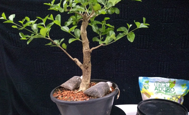 Pré bonsai acerola