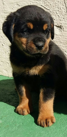 Qualidade E Procedência Vc Só Encontra Aqui No Canil Império Lindos Filhotes De Rottweiler - Foto 4