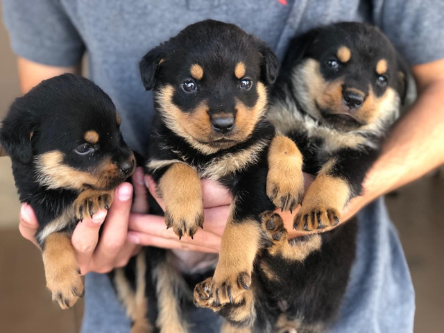 Rottweiler com pedigree e microchip