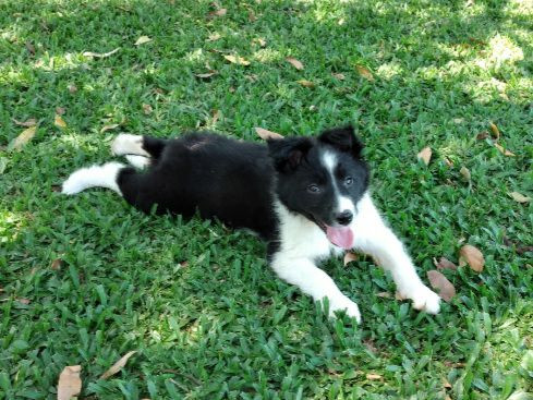 Border Collie - Foto 3