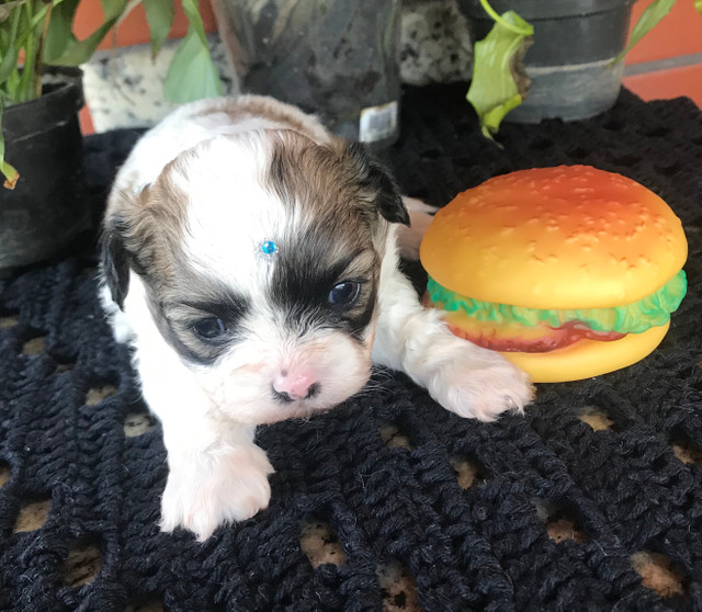 Lindos filhotes Shih Tzu (Shitzu) - Foto 3
