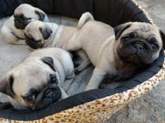 Pug