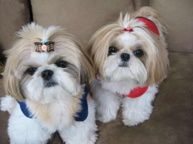 Filhotes de Shihtzu Com Pedigree