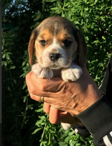 Beagle- fofuras- - Foto 3
