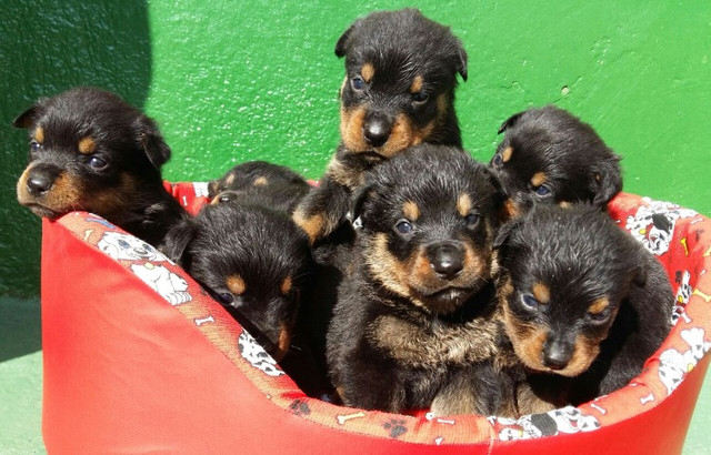 Qualidade E Procedência Vc Só Encontra Aqui No Canil Império Lindos Filhotes De Rottweiler - Foto 3