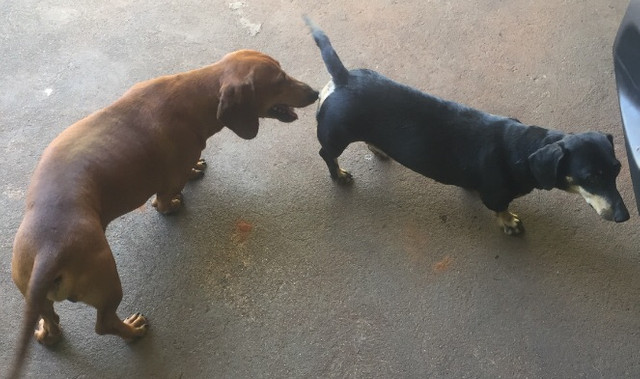 Venderei filhotes de Basset - Foto 4
