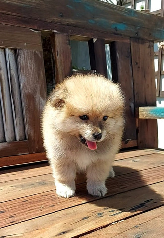 Lulu da pomerania - Foto 3