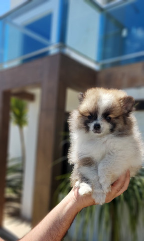 Lulu da pomerania - Foto 5
