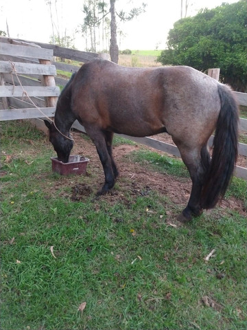Cavalo crioulo
