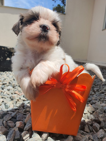 Filhotes de Shih-tzu padrão micro - Foto 5