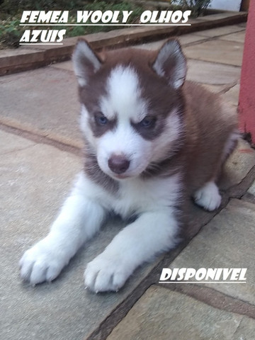 Husky Siberiano : Machos e Femeas Wooly olhos azuis - Foto 3