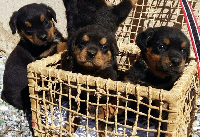 Qualidade E Procedência Vc Só Encontra Aqui No Canil Império Lindos Filhotes De Rottweiler