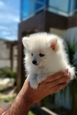 Lulu da pomerania - Foto 3