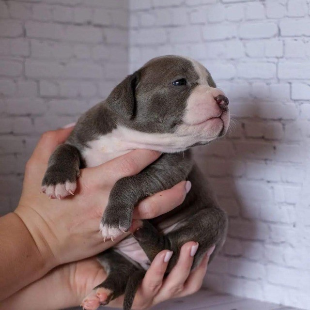 American Bully filhotes disponíveis.