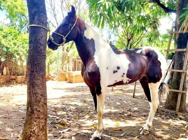 Cavalo de cela - Animais para agropecuária - Borda da Mata 1256806947