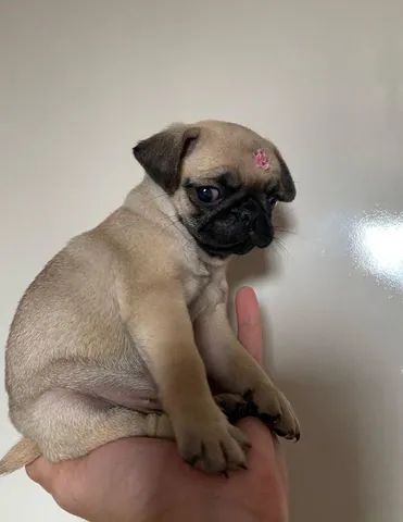 Pug fêmea  - Foto 3