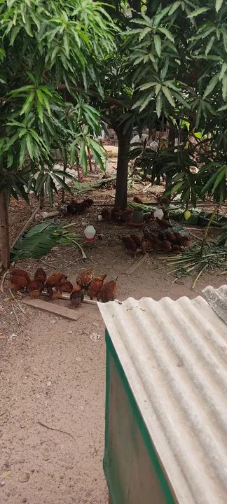 Vendo lote de frangas embrapas 051 - Foto 2