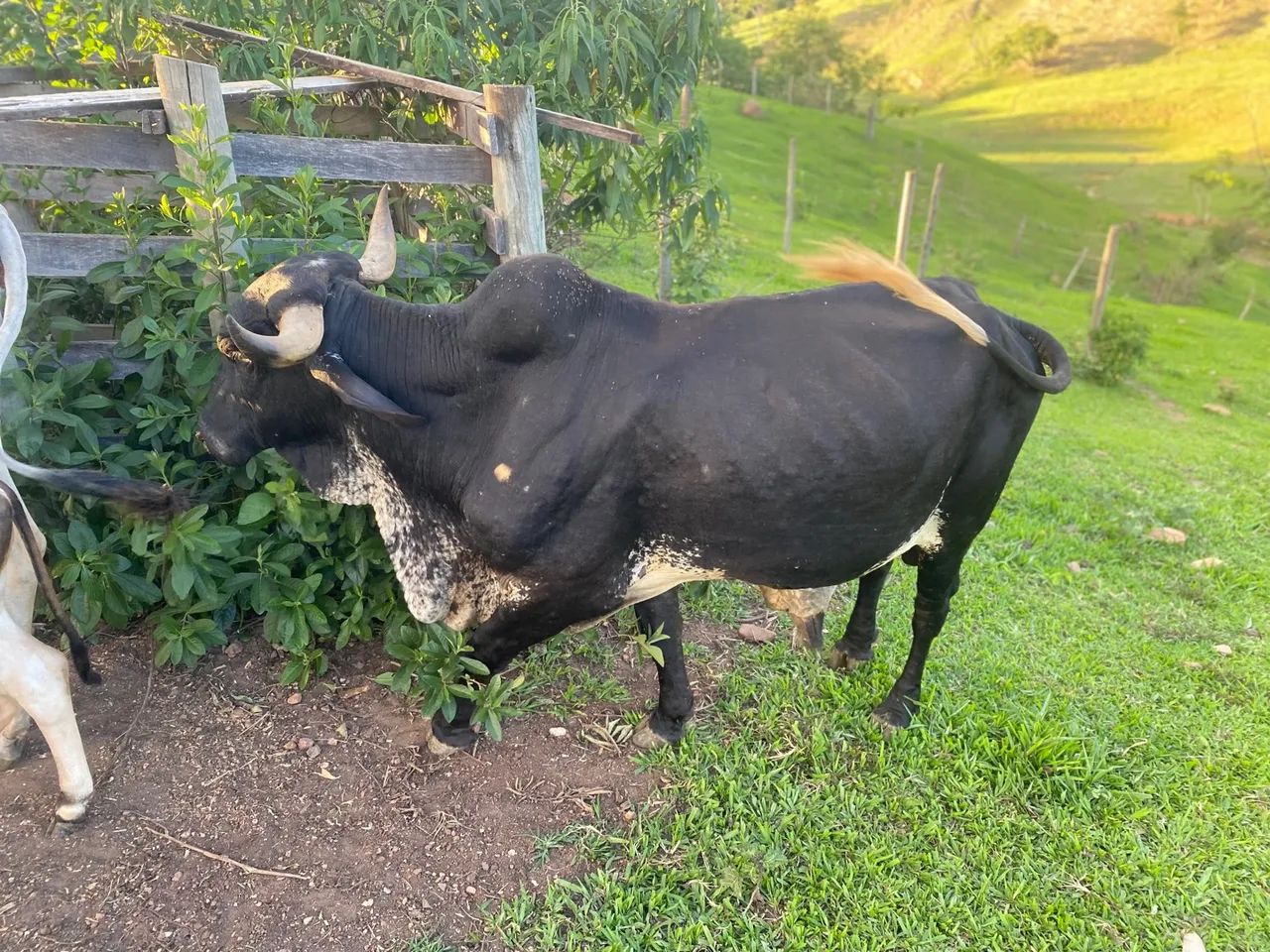 Vende se um BOI para vender hoje? - Foto 3