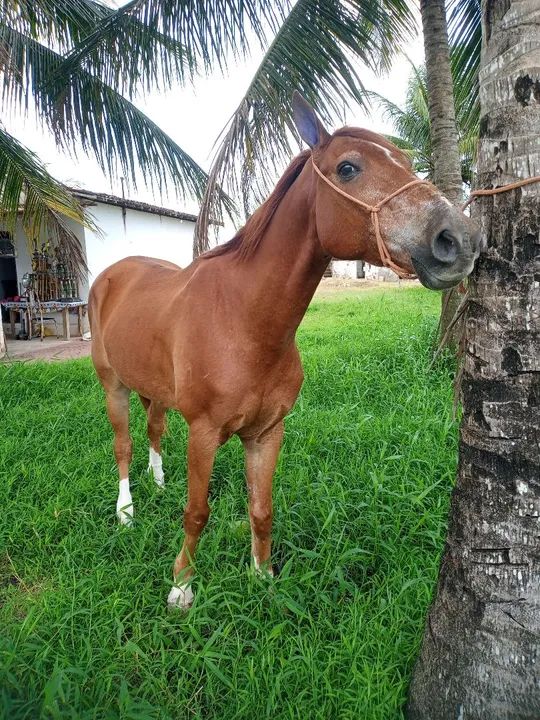 Cavalo de vaquejada 
