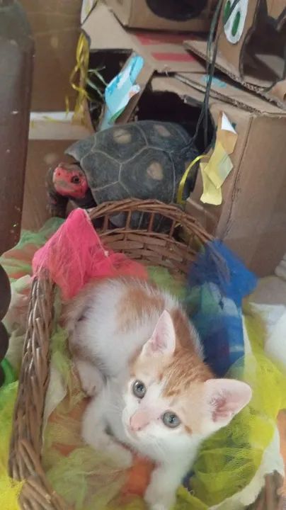 *PARA DOAÇÃO!?* - Foto 3