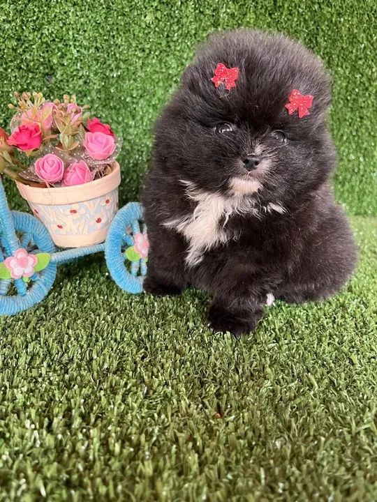 Filhote de Pomeranian Fêmea