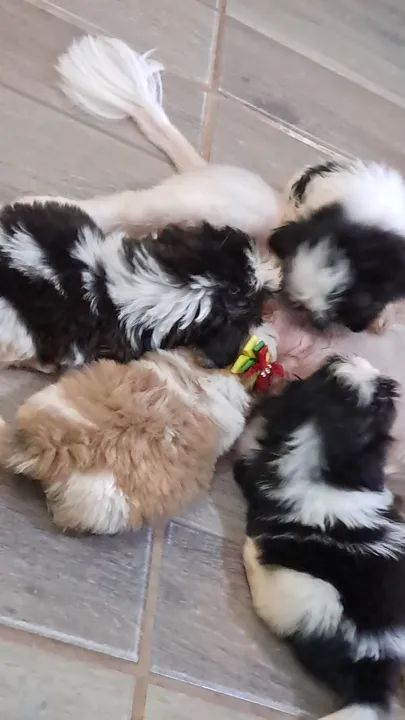 4 Filhotes de Shih Tzu - Foto 3