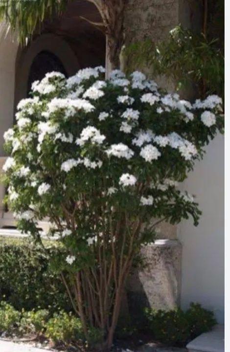 mudas de flor do caribe