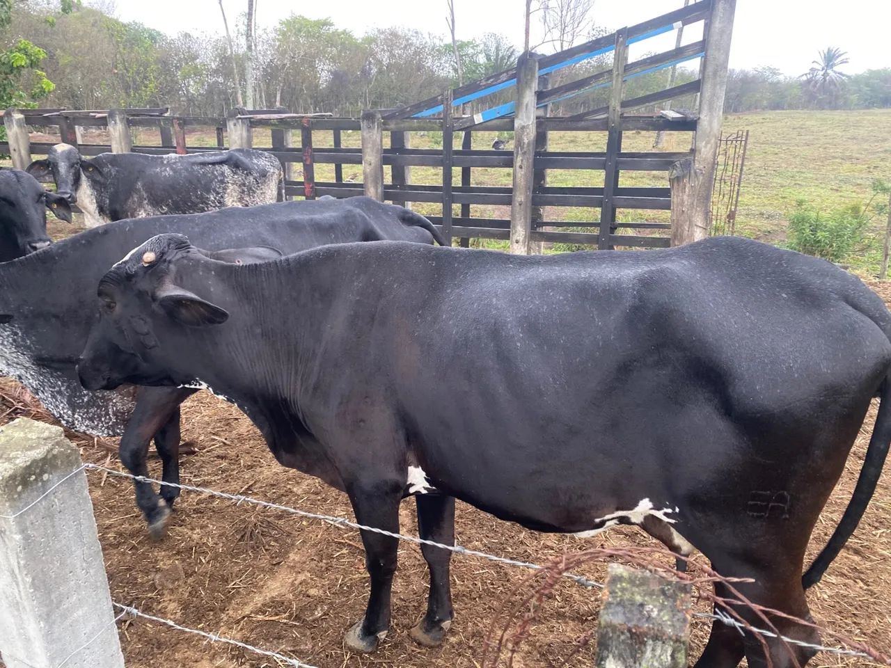 Vaca Girolando - Foto 5