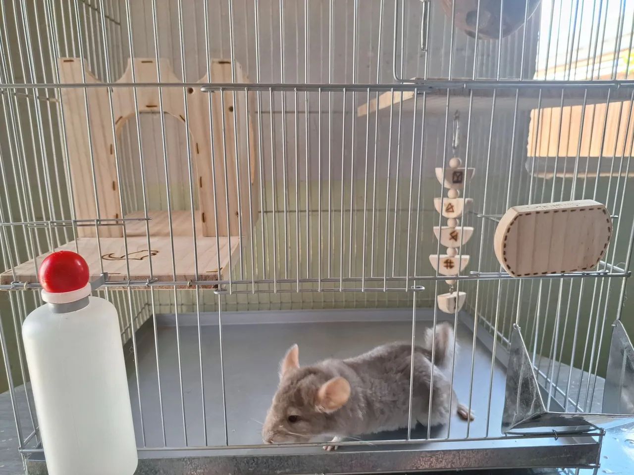 Chinchila + gaiola completa + alimentação  - Foto 3