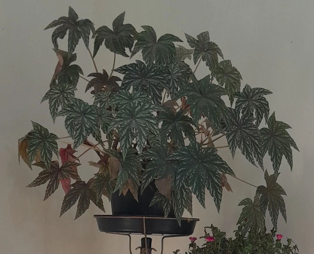 Planta Begônia 