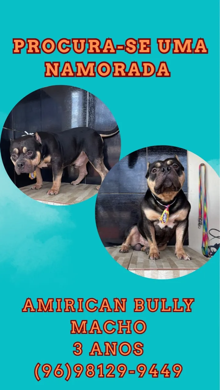American bully macho