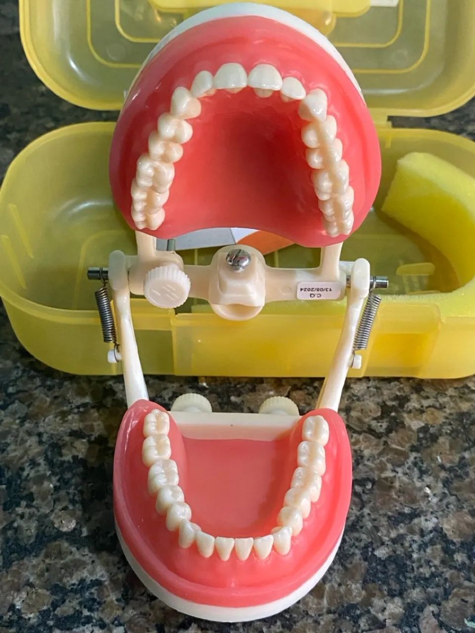 Manequim odontológico Pronew Top Dentística PD100 - Foto 2