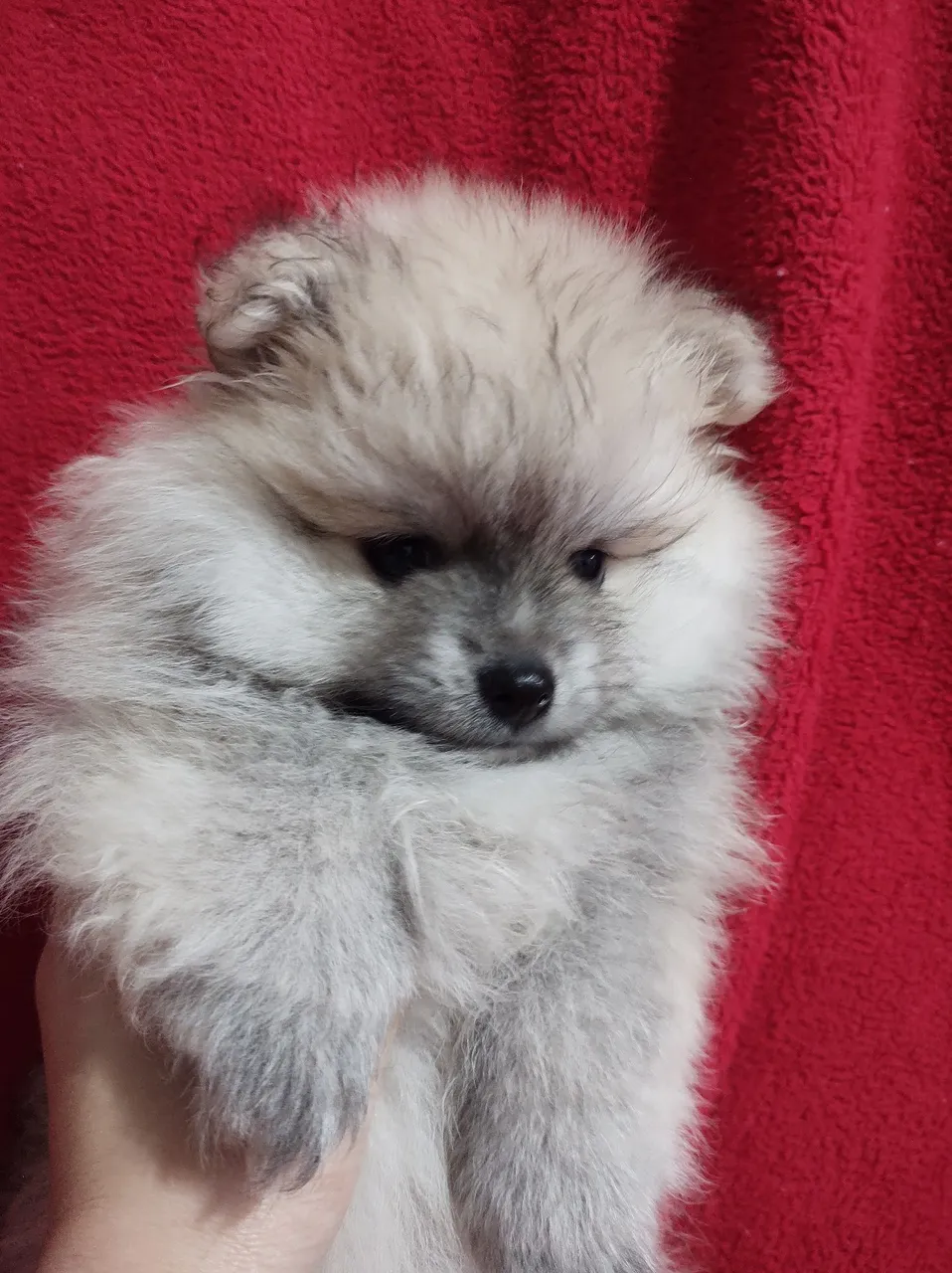 Spitz Alemão lindos