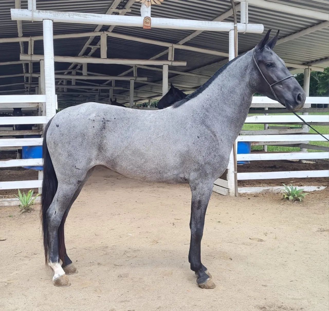 Égua MM marcha picada  - Foto 3