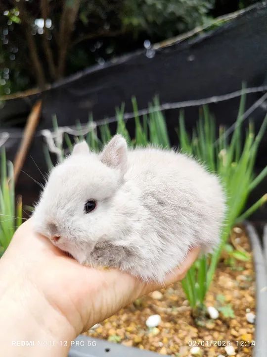 Coelho Netherland  - Foto 5