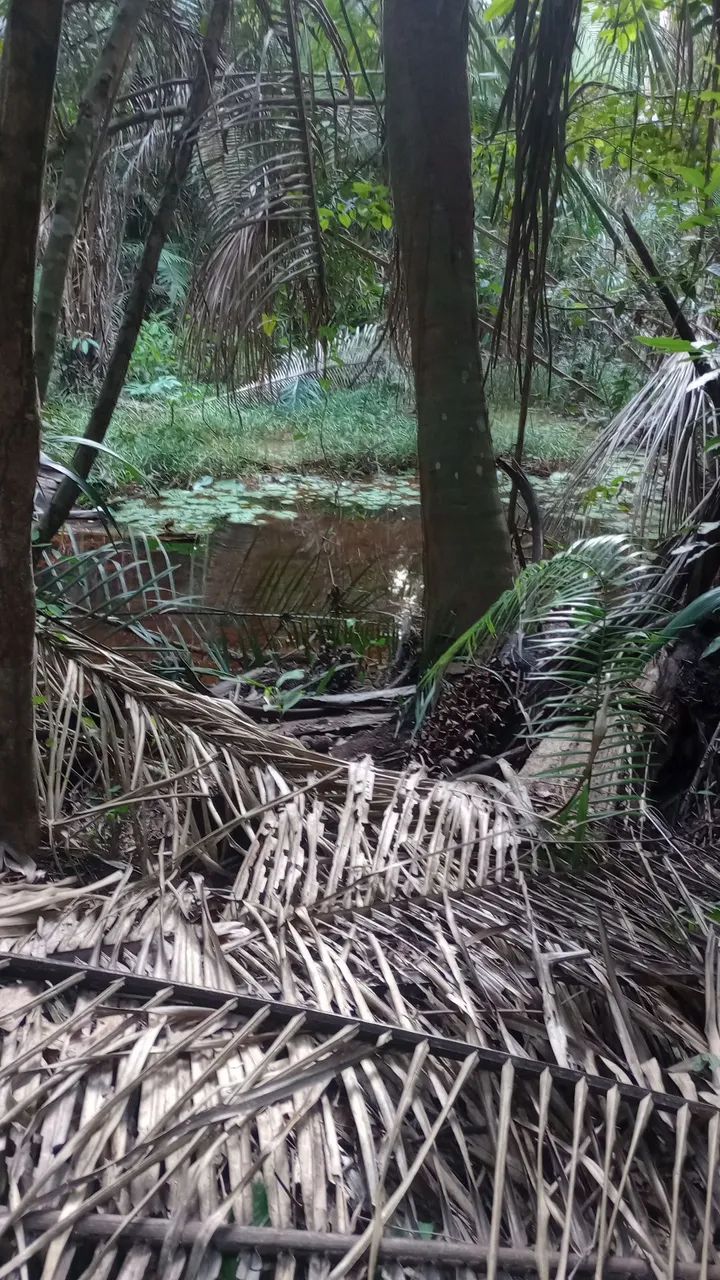 Fazenda 400 Ha Asfalto Energia Água Internet Região Desenvolvida - Foto 3