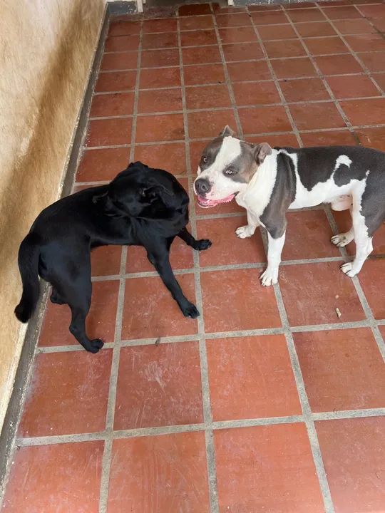 American Bully macho e vira lata fêmea  - Foto 4