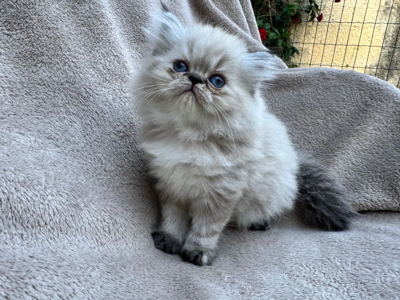 Vendo filhotes de Himalaias 