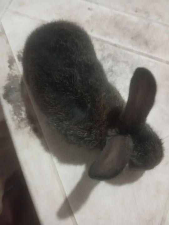 Vende se este coelho  - Foto 2